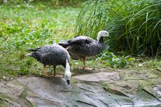 Kaisergans (5 von 8).jpg